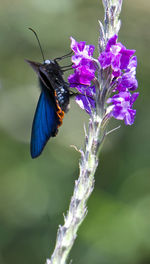 Close-up of purple flower