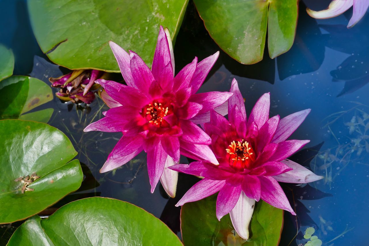 CLOSE-UP OF PINK WATER LILY IN POND