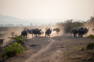View of horses on dirt road