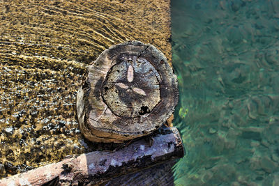 Close-up of turtle in water