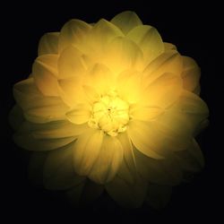 Close-up of yellow flower against black background