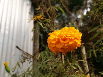 Close-up of yellow flower blooming outdoors