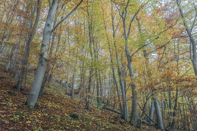 Trees in forest during autumn