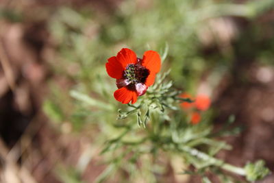 Close-up of red poppy blooming outdoors