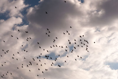 Low angle view of birds flying in sky