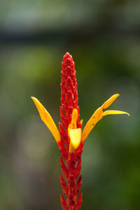 Blooming heliconia flower in a botanical garden.