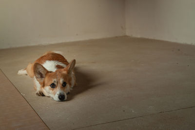 Cute corgi sitting in an empty unrepaired apartment