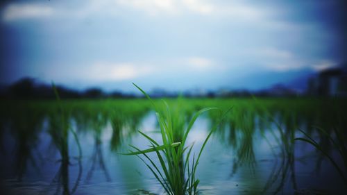 Close-up of plants by lake against sky