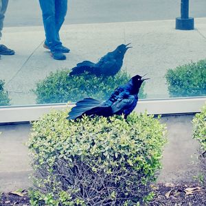 Low section of bird on ground