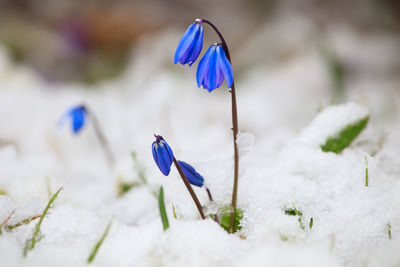 Close-up of purple flower on snow field