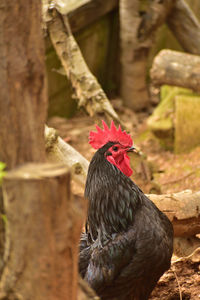 Close-up of rooster