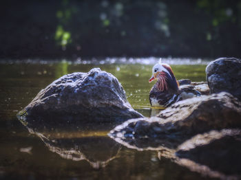 Ducks swimming in lake