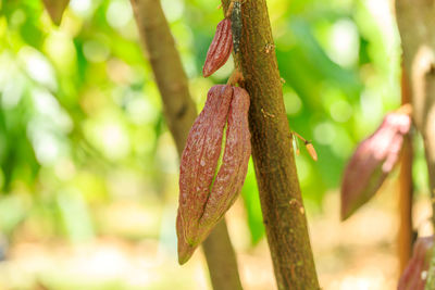 Close-up of fresh green leaves on tree trunk