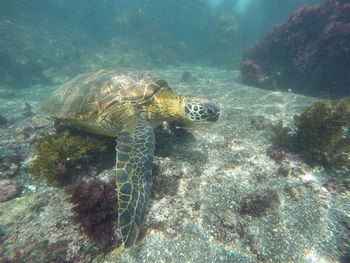 Close-up of turtle swimming in sea