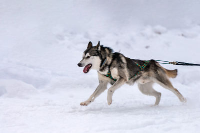 Dog running on snow covered land