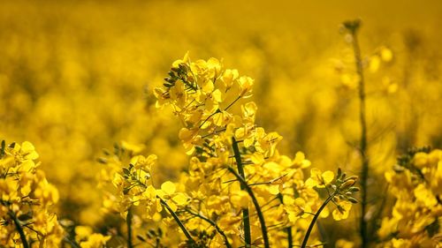 Close-up of fresh yellow flowers in field