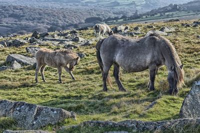Ponies with foal on grassy hill at dartmoor