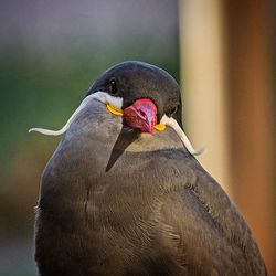 Close-up of birds