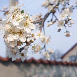 Close-up of cherry blossoms