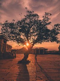 Tree on footpath against sky during sunset