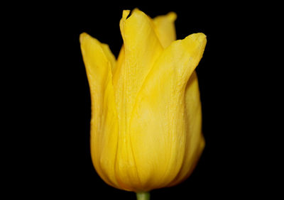 Close-up of yellow flower against black background