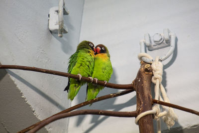 Low angle view of parrot perching on branch