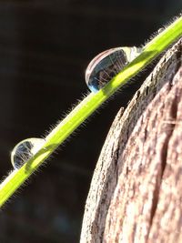 Close-up of green leaf against blurred background