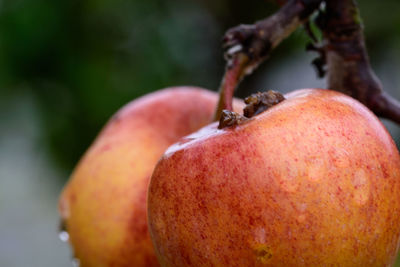 Close-up of apple on tree