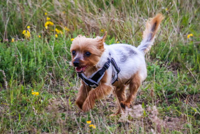 Dog running in field