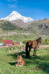 Horse mother and baby in front of mount kazbek, stepantsminda, aka kazbegi, georgia