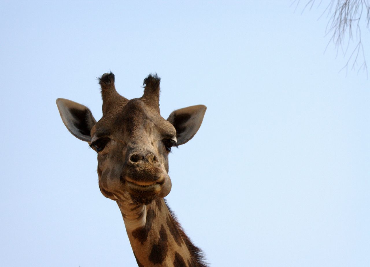 Lustige Giraffen-Bilder bei EyeEm | EyeEm