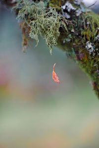 Close-up of frozen plant during winter