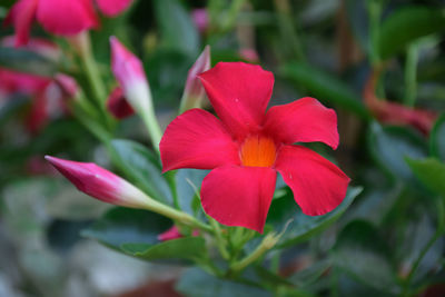 Close-up of red flowering plant