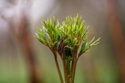 Close-up of fresh green plant