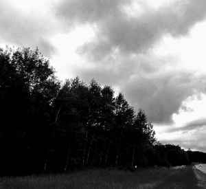 Low angle view of trees in forest against sky