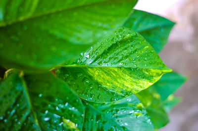 Close-up of raindrops on leaves