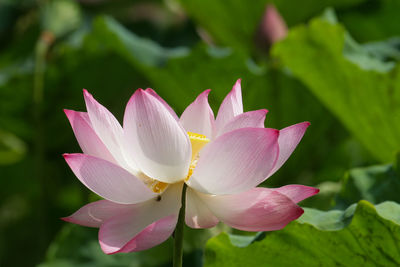 Close-up of pink water lily