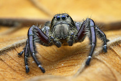 Close-up of spider