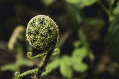 Close-up of fern