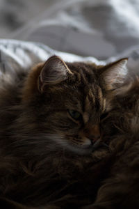 Cat sleeping on bed