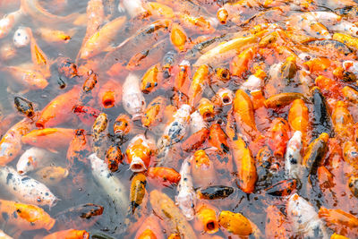 High angle view of koi carps swimming in lake