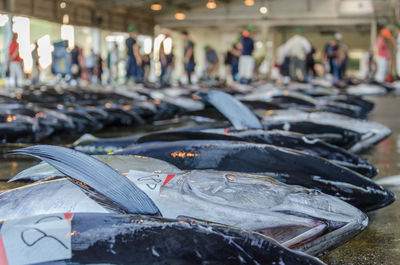 Close-up of fish for sale at market in japan