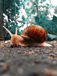 Close-up of snail