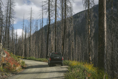 Suv on forest road with burned trees