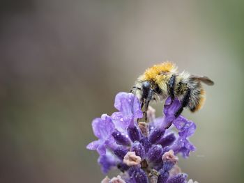 Close-up of bee on purple flower