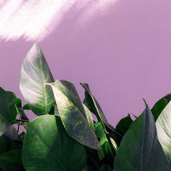 Close-up of pink flowering plant against wall