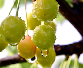 Close-up of water drops on fruit