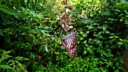 Close-up of butterfly on plant