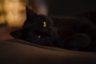 Close-up portrait of black cat resting