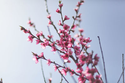 View of field with flowering peach trees at sunny spring day over blue sky. texture of pink flowers.